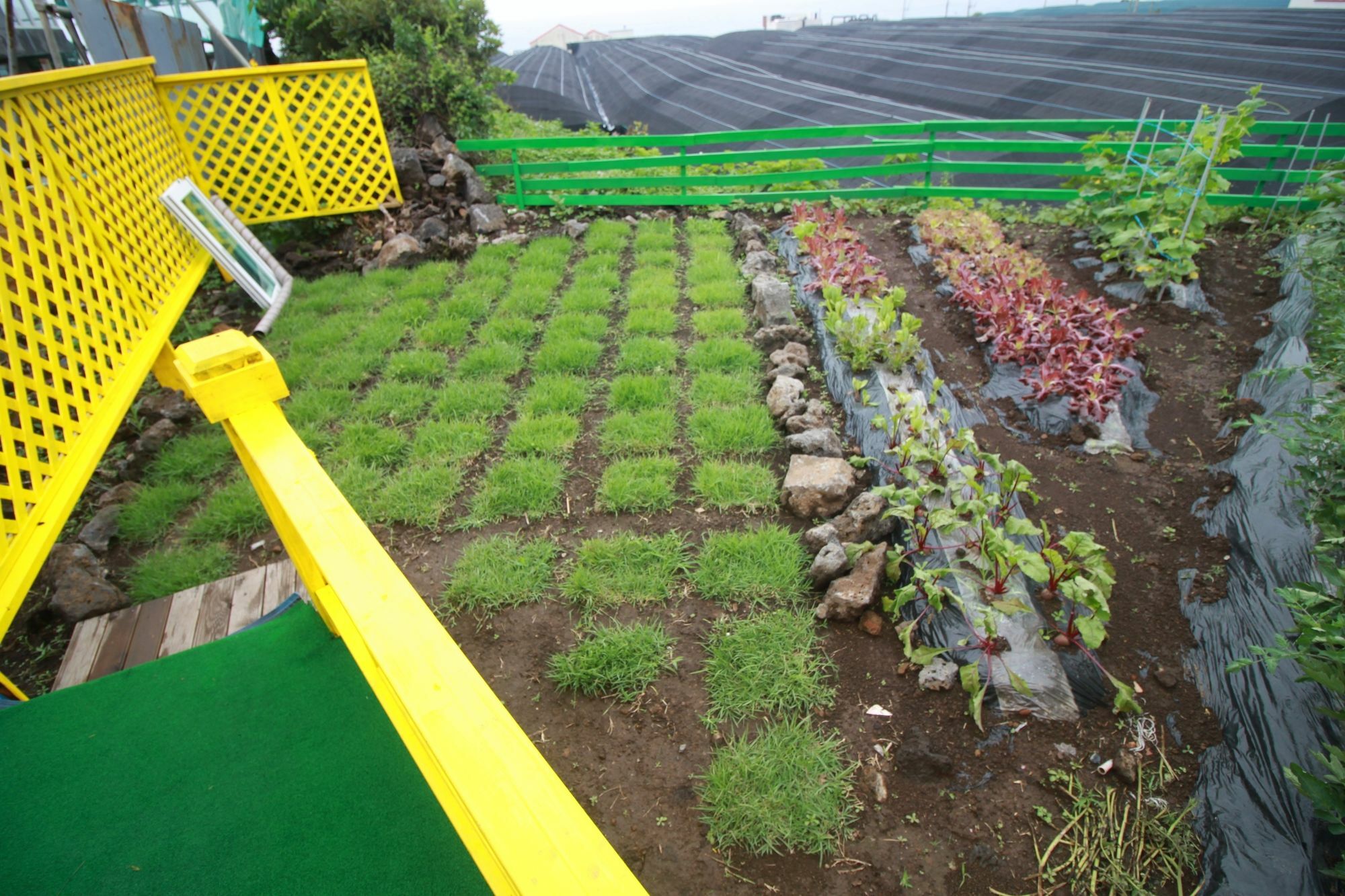 Jeju Sunflower Pension Seogwipo Exterior photo